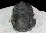 Bargain, Gerastos Trilobite Fossil - Morocco #68641-1